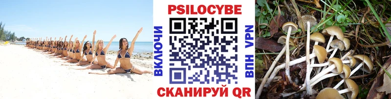 Купить  Ветлуга  Галлюциногенные грибы GOLDEN TEACHER 